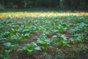green nature vegetable farm, organic raw food agriculture concept for good health lifestyle, organic salad plant crop on field, healthy clean food
