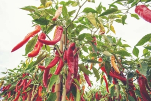 Chili in the vegetable garden farm